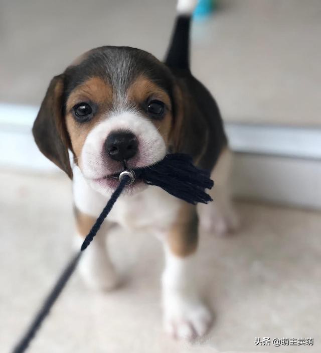 比格犬怎么区分纯种,比格犬颜色品相怎么选