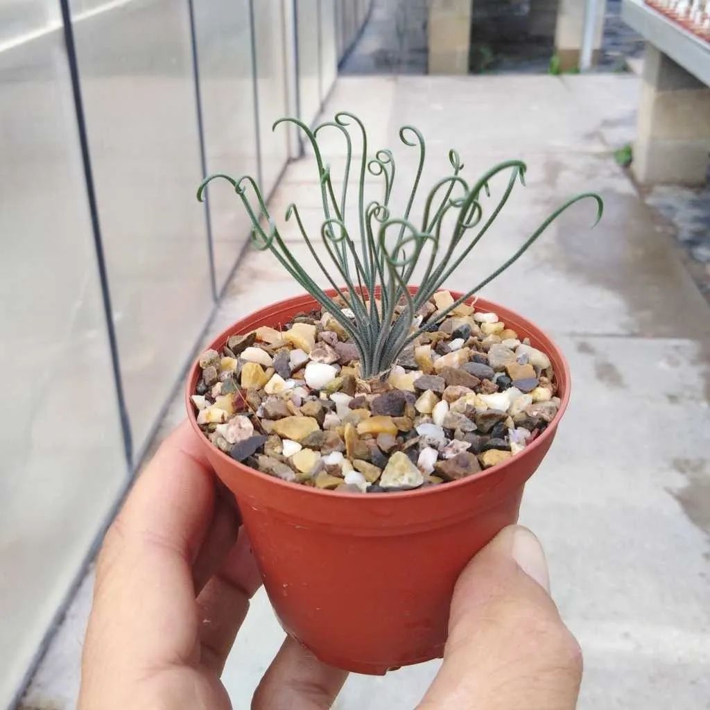 网红小众盆栽花卉,十种室内最好养的植物盆栽开花