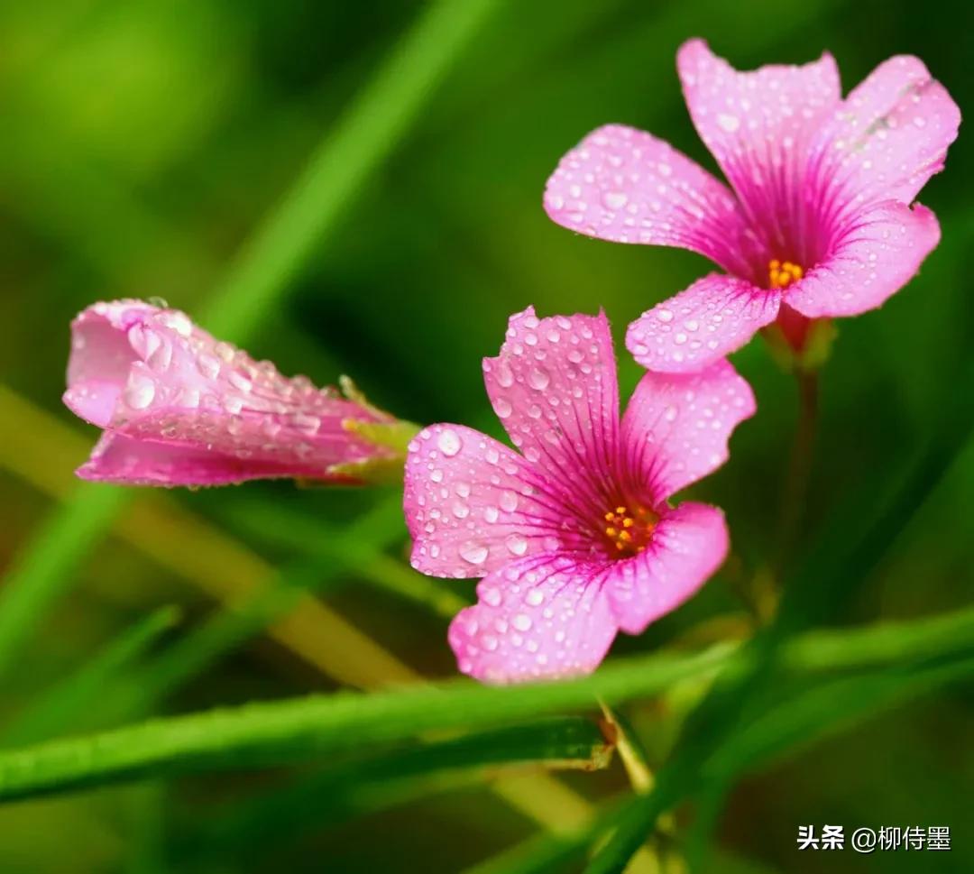 三叶草怎样拍摄,三叶草拍摄教程