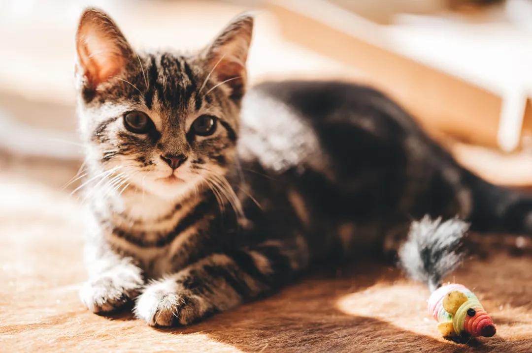 猫咪孕期注意什么,猫咪孕期全方位指南