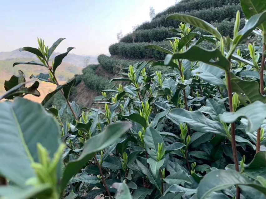 黄山毛峰的了解,了解黄山毛峰