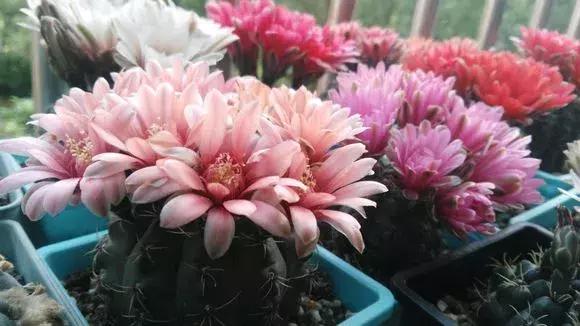 会开花的仙人球有几种,仙人球开花机器有哪些