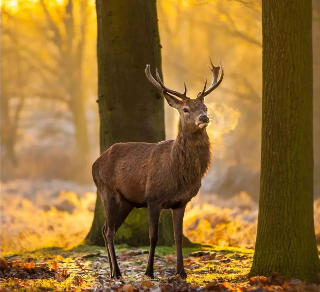 瑞雪古诗100首,瑞雪相关诗