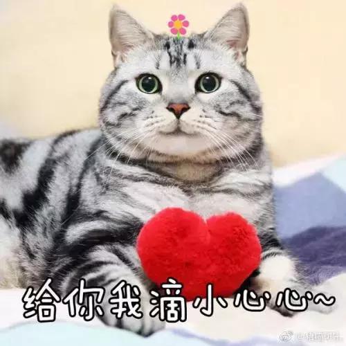 猫咪舔人又咬是什么意思啊,猫咪拿舌头舔主人的手代表什么