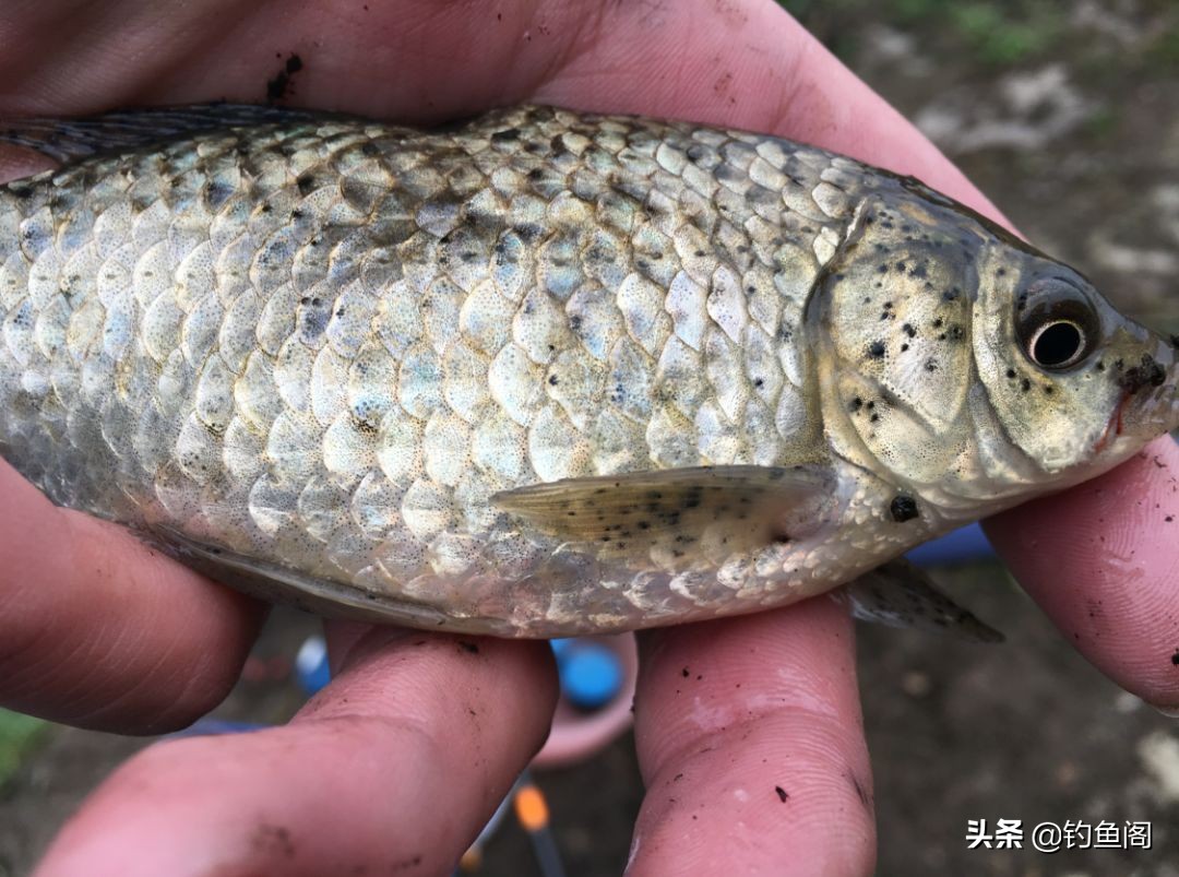 突然下雨降温第一天钓鱼好钓吗,下雨刮风好钓鱼吗