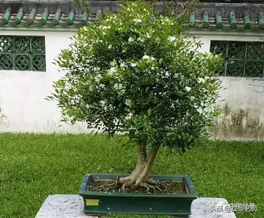 推荐36种好养的盆景植物,茶桌上养什么盆景植物