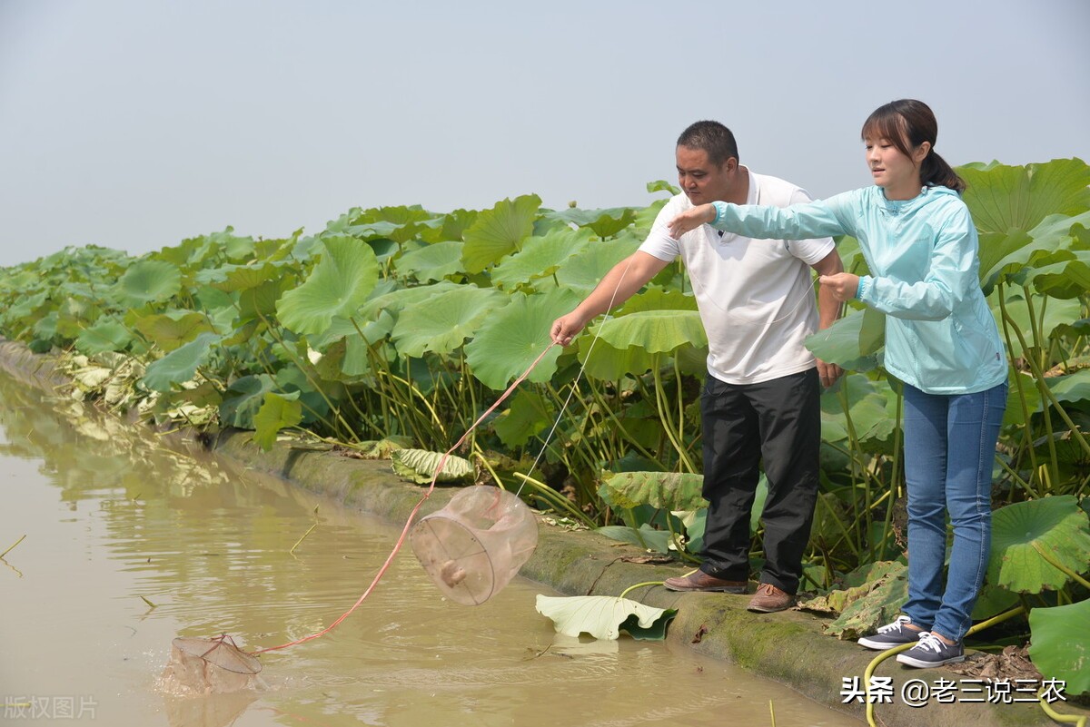 河北一小伙，租弃坑干起了这一行，带领20户农民致富，收入翻倍
