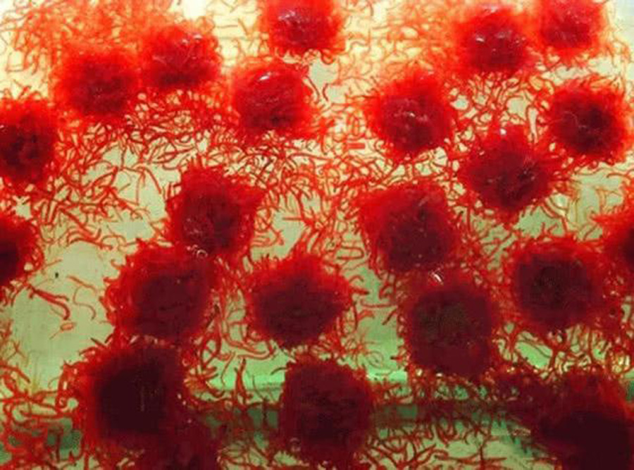 为什么黑坑禁用红虫,为什么很多黑坑禁红虫