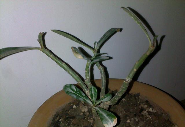 沙漠玫瑰叶子枯一半,沙漠玫瑰开完花了光秃秃怎么办