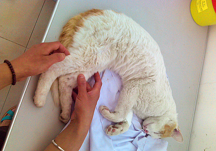 猫咪脊椎骨裂会瘫痪吗,猫咪脊椎错位会导致歪头吗