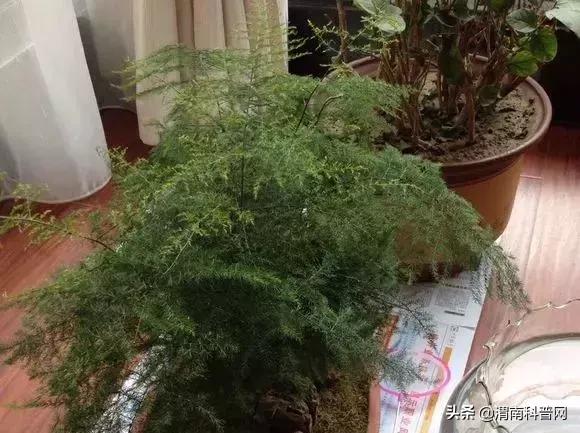 妞嶇墿鍡栧棖闀跨垎鐩嗕笉榛勫彾,鍏绘鐗╀竴涓槦鏈熶笉姝荤殑绉樻柟