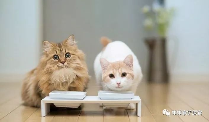 猫咪打架被打得眼睛都睁不开,猫咪打架又打到主人
