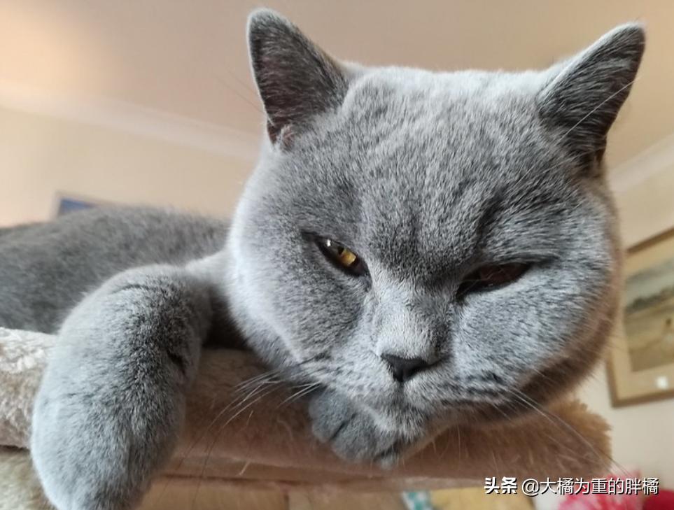 英国短毛猫有哪些疾病,英国短毛猫的5个缺点