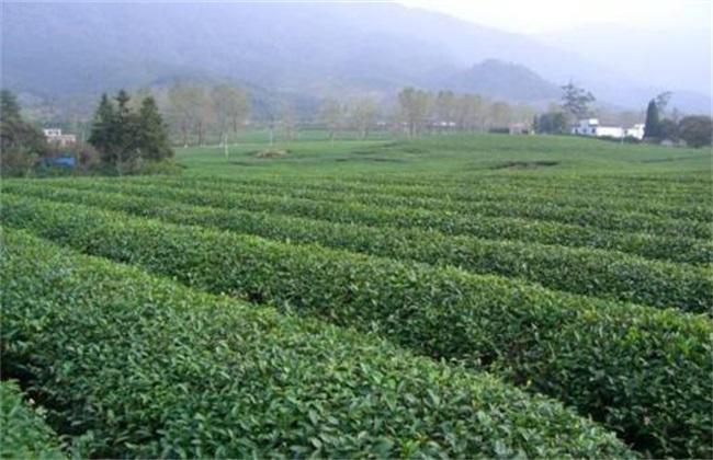 茶叶种植的前景如何,汉中种植茶叶有前景吗