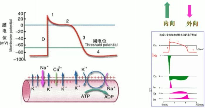 营养师如何科学补充钾,营养师教你如何补充蛋白质