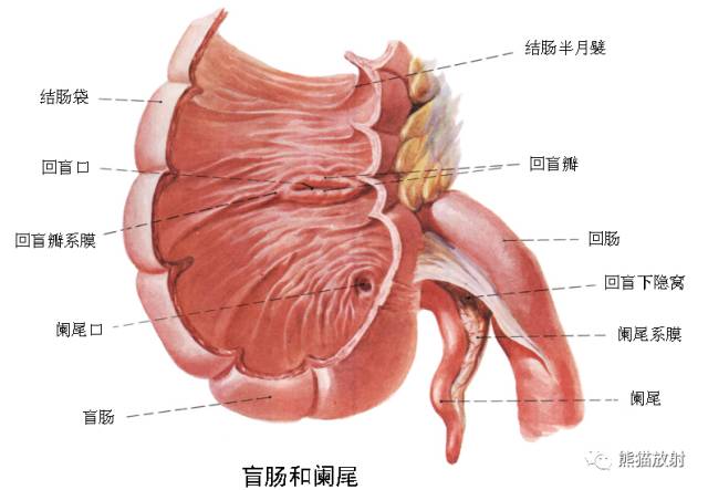 详细的消化道造影+彩色解剖图