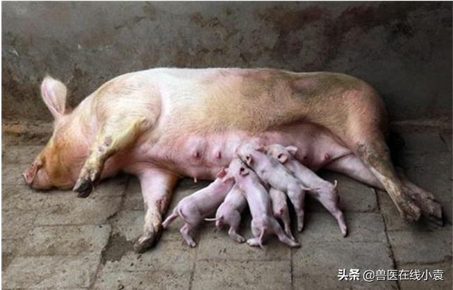 母猪产程过长有哪些危害？那么又是哪些原因导致的呢？