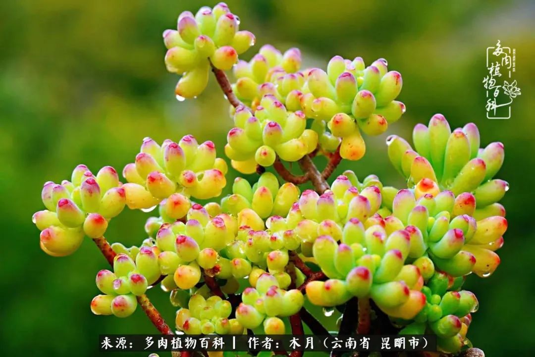 浅冬多肉，终有美好在等候