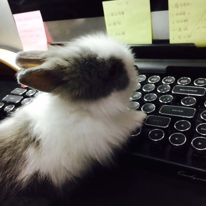 宠物知道主人爱它吗,你的宠物真的爱你吗