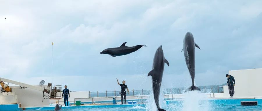 海昌海洋公园口碑,海昌海洋公园值不值