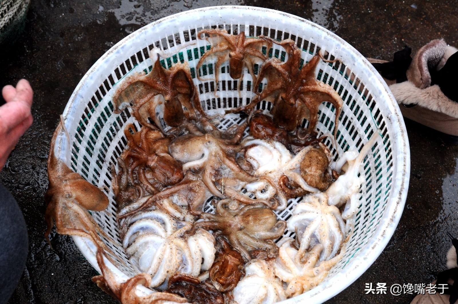 八爪鱼越煮越硬吗,八爪鱼要怎么做才不会缩水严重