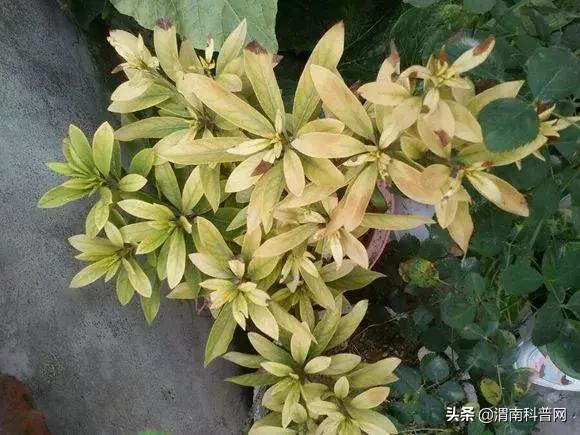 妞嶇墿鍡栧棖闀跨垎鐩嗕笉榛勫彾,鍏绘鐗╀竴涓槦鏈熶笉姝荤殑绉樻柟