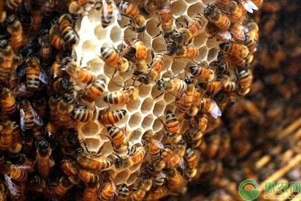 蜜蜂养殖技术蜜蜂怎么来的,蜜蜂养殖技术蜜蜂怎么养