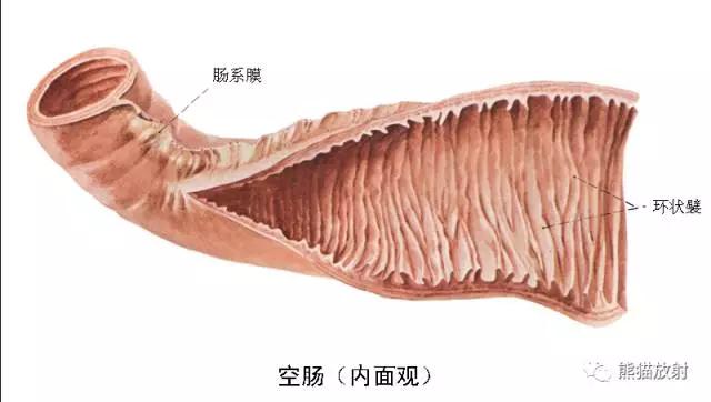 详细的消化道造影+彩色解剖图