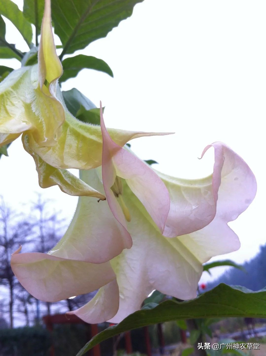 秋葵和曼陀罗长得像吗,如何辨别曼陀罗和龙葵