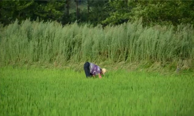 南京市政协委员钱明洁：推广有机食品，苦中有乐，苦中有德