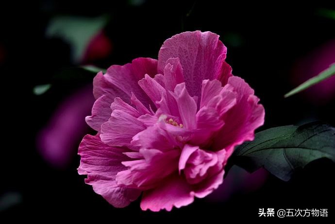 木槿花也可以这么美,木槿花有什么好吃的