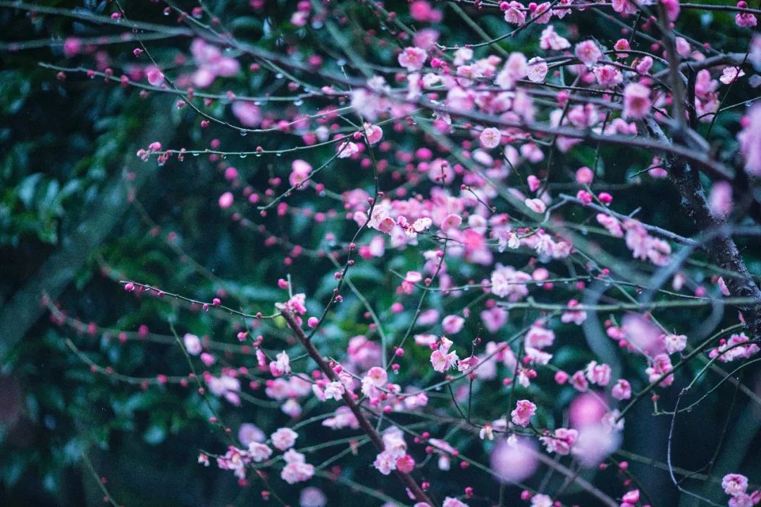 江南三大梅园,杭州江南三大梅花