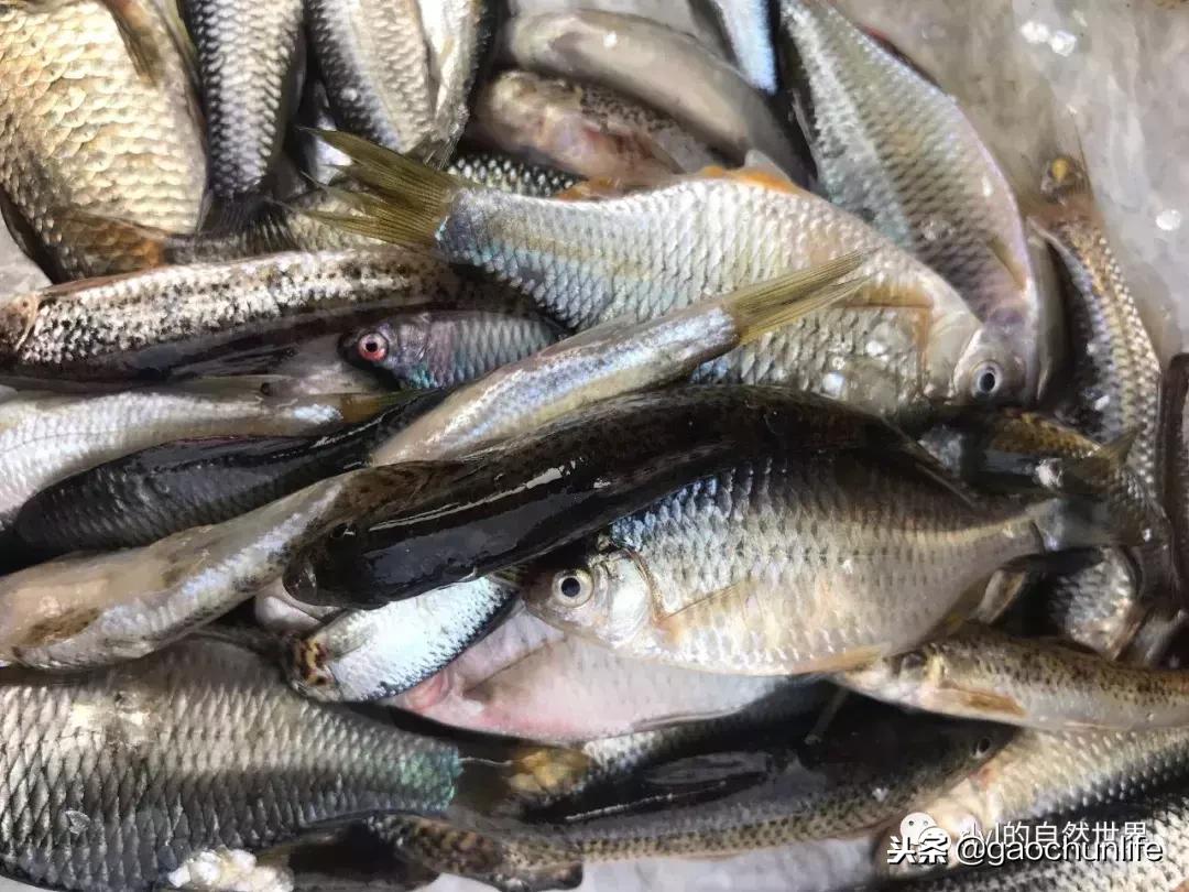 草龟难养,养草龟笔记