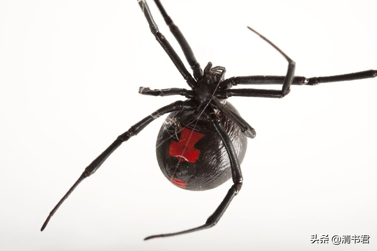 黑寡妇蜘蛛幼年,蜘蛛黑寡妇雄性