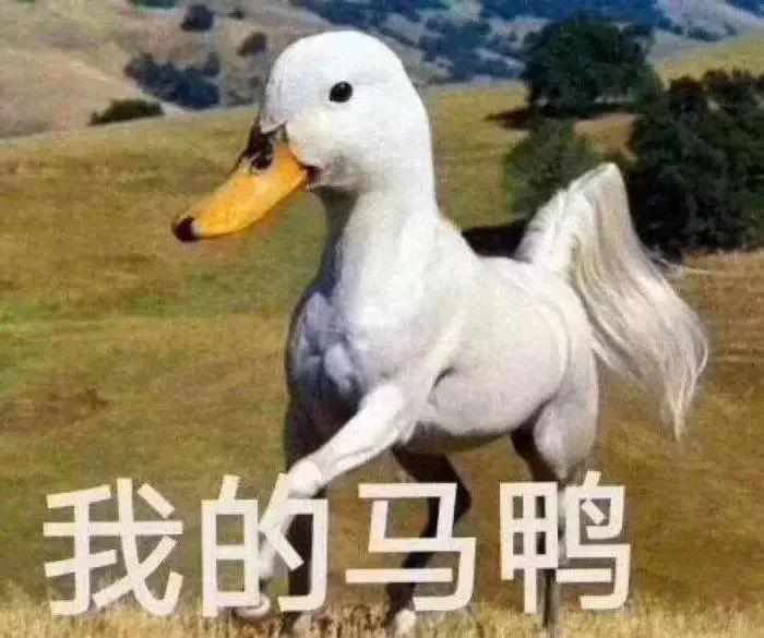 伊维菌素宠物驱虫药,伊维菌素驱虫药可以给狗用吗