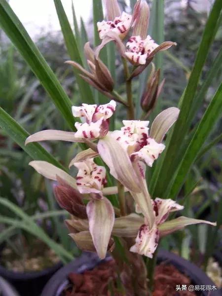 春兰春剑送春莲瓣兰蕙兰怎么分别,蕙兰春兰春剑莲瓣兰对光照的要求