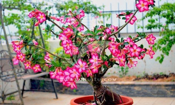 沙漠玫瑰叶子枯一半,沙漠玫瑰开完花了光秃秃怎么办