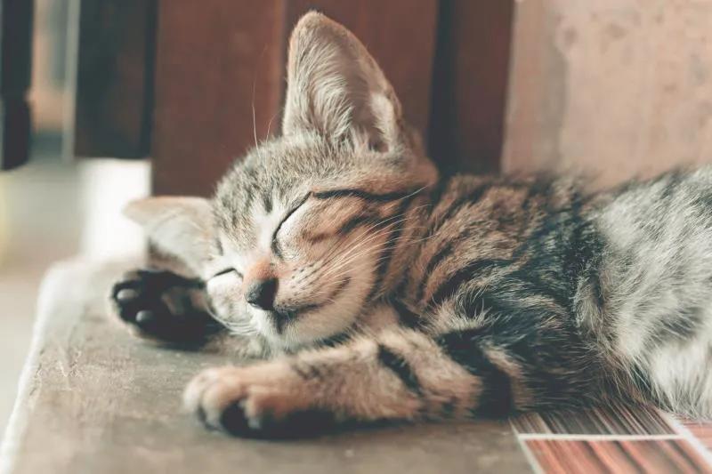 猫咪营养不良贫血,布偶猫咪贫血症状
