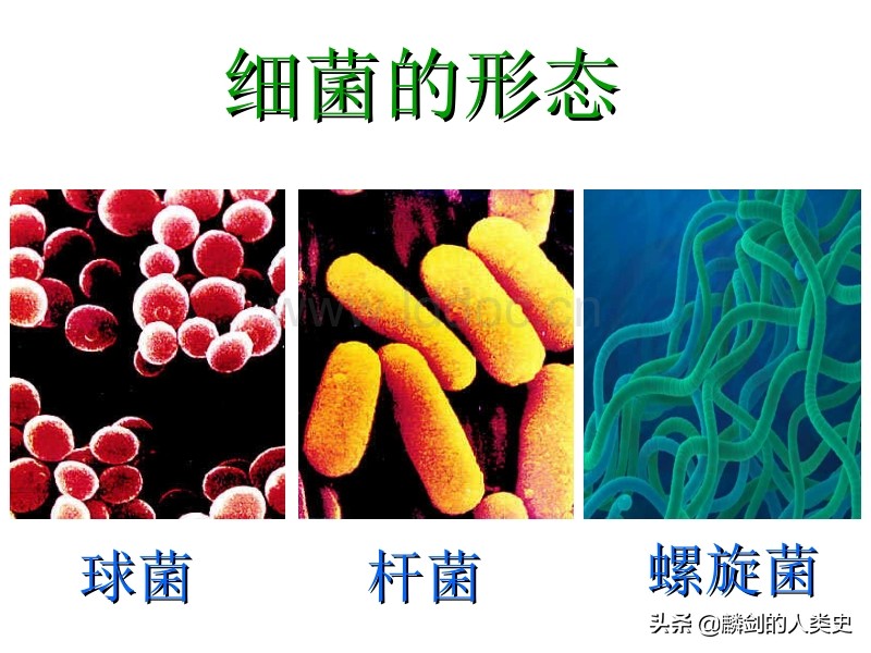 地球生物的基础知识,从单细胞生物进化到人类全过程