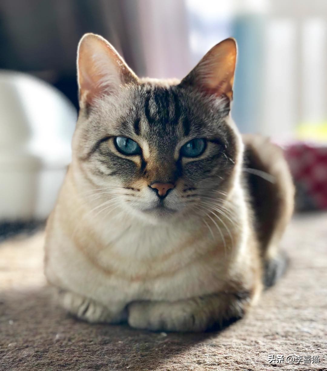 掌握12条养猫技巧铲屎官省心,怎样饲养猫咪才能使猫咪毛光滑