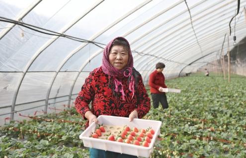 因为疫情草莓滞销怎么办,怎么解决村里草莓滞销