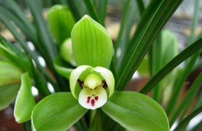 閮芥湁鍝簺鑺卞効鏄湁棣欏懗鍎跨殑,閭ｄ簺鑺卞効鑺姵