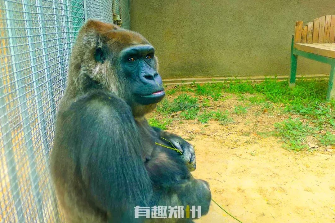 郑州市动物园开放,郑州市动物园什么时候去合适