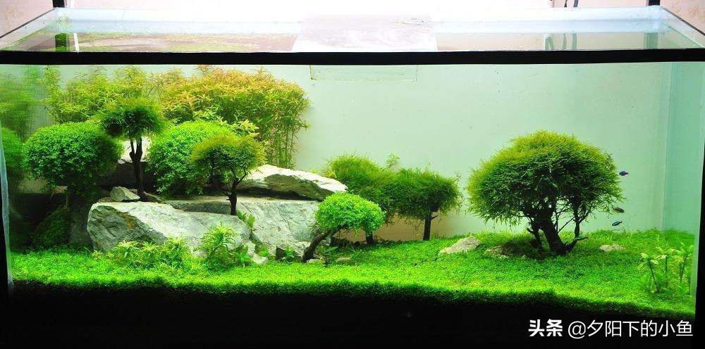 新手养水草臭了怎么办,新手养水草缸教学