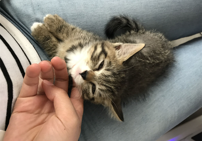 猫吃什么食物增肥最快,猫太瘦了怎么增肥最快