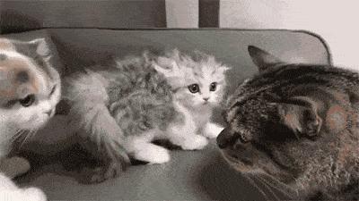 弃猫效应会不会弄巧成拙,弃猫效应有必要吗