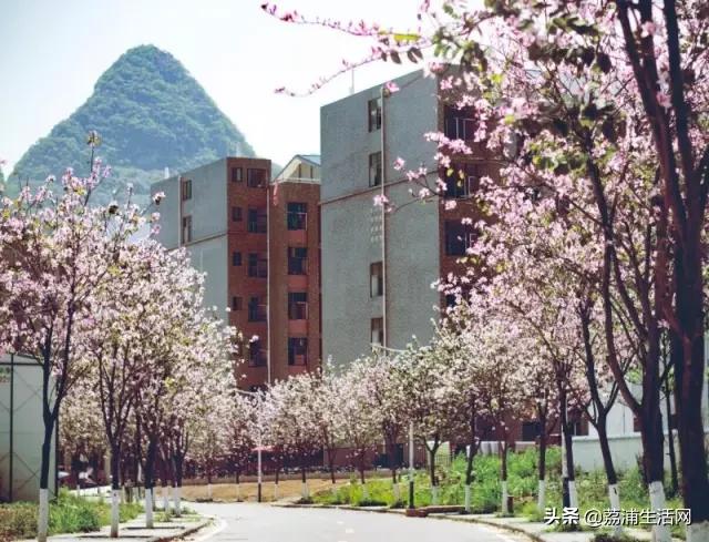 骄傲！桂林电子科技大学，这下又在全国出名了