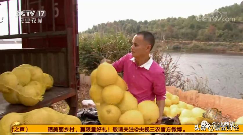 广西大学生无本创业，靠替农民销售马家柚，营业额超5000万
