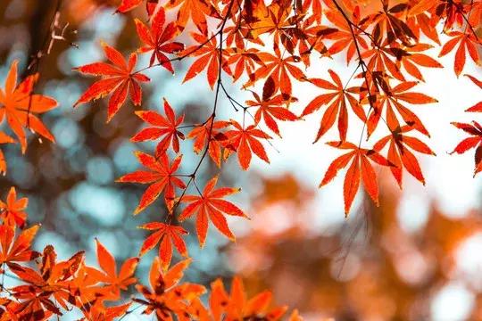 寒露节气养生小知识您必须知道,医生寒露节气养生