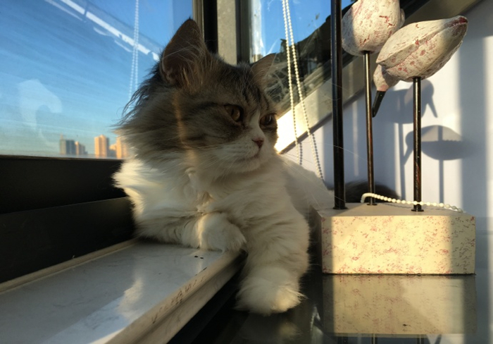 猫咪毛发干枯没光泽掉毛严重,猫咪也有头皮屑吗